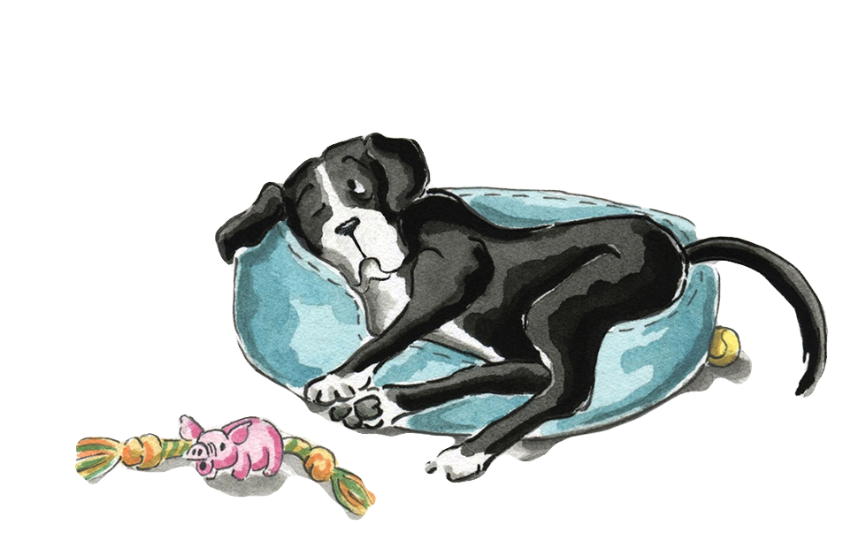 Where do dogs sleep?