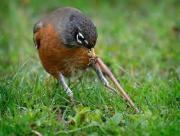 The Birds Are Going To Eat My Drip Line!