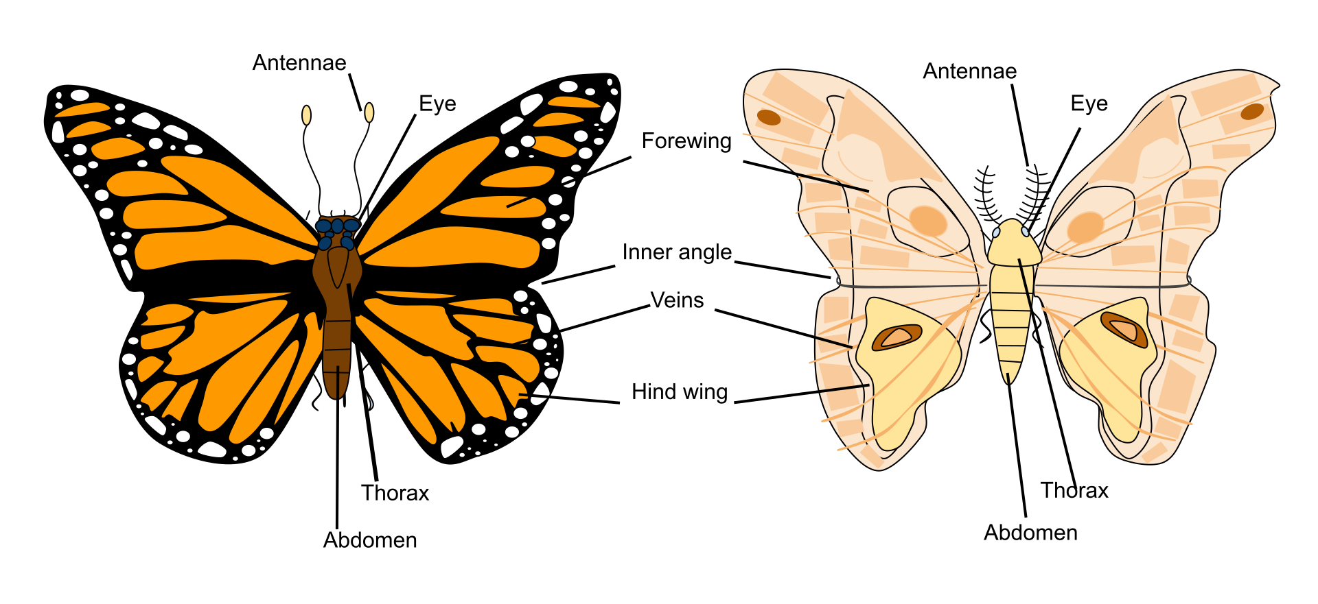 The Difference Between Butterflies and Moths content media