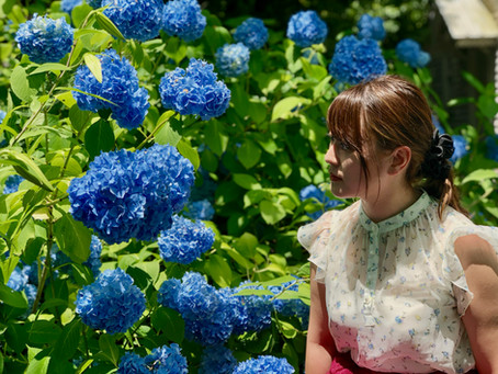 天鏡閣の紫陽花
