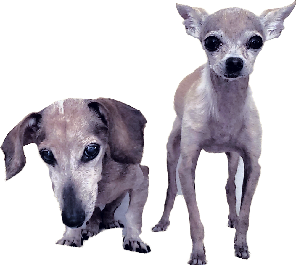 The Late Lexi the Dachs and Emee the Chi, Traci's Paws Spokesdogs