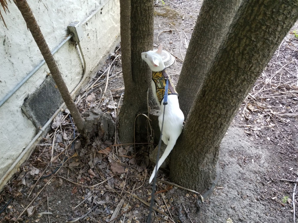 Diary of a Cat Walker, 37