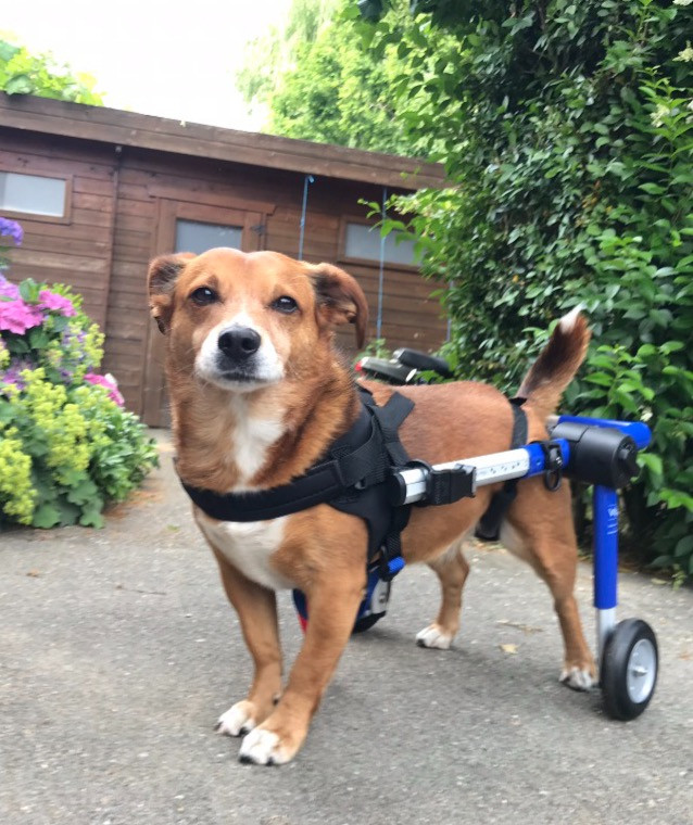 Toetsie with his hired wheelchair for dogs