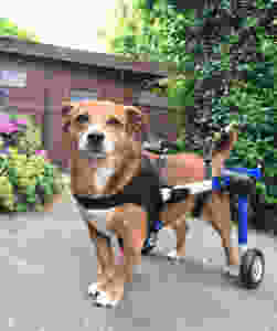 Toetsie with his hired wheelchair for dogs
