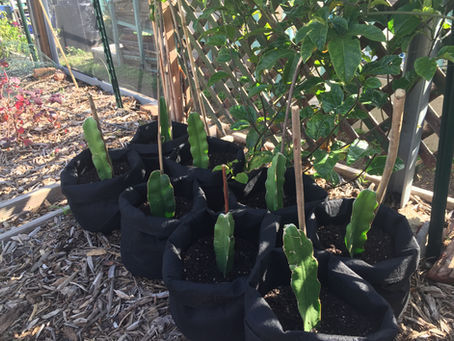 Growing my own dragon fruits