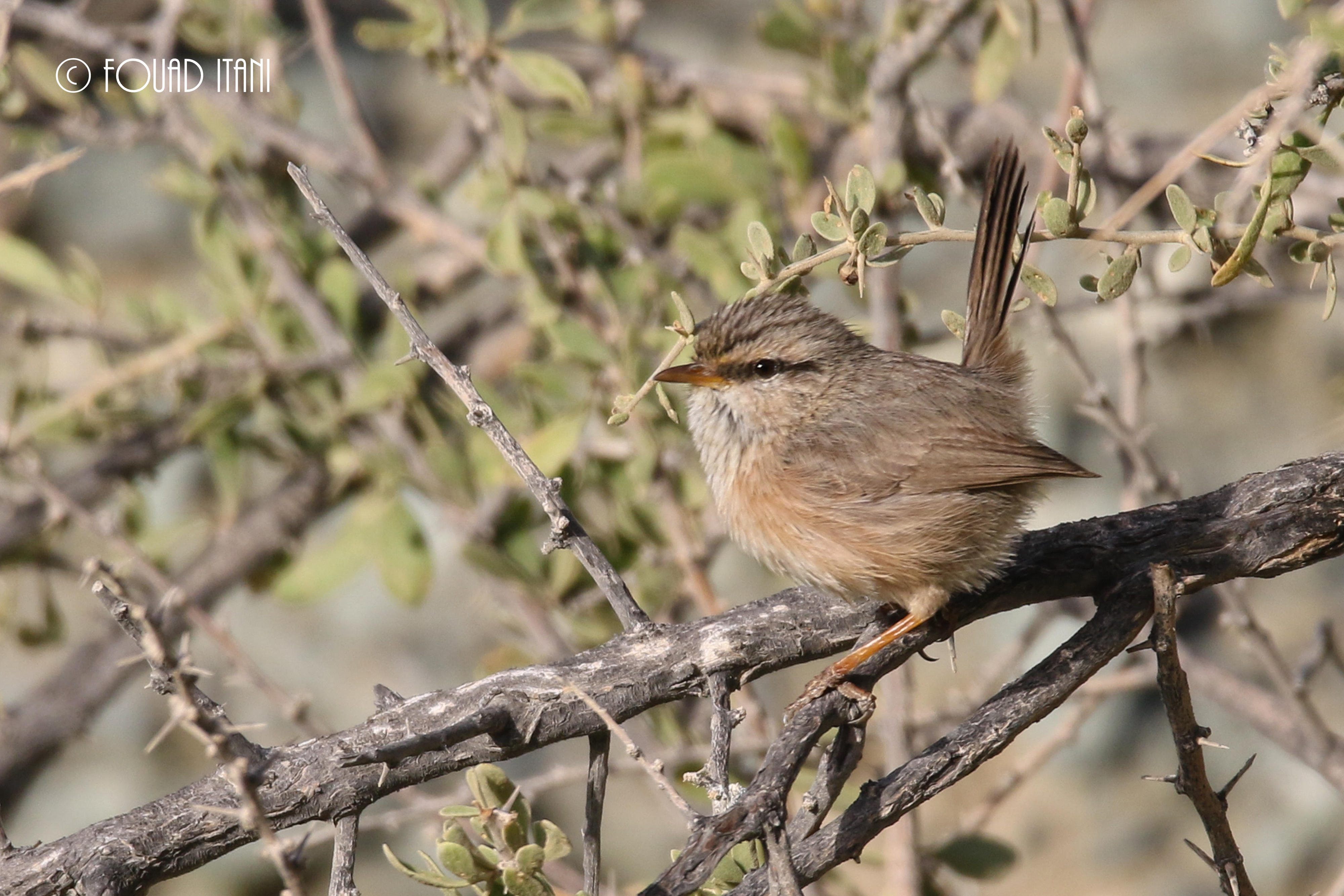 Wadi Masafi 26-1-2019 content media