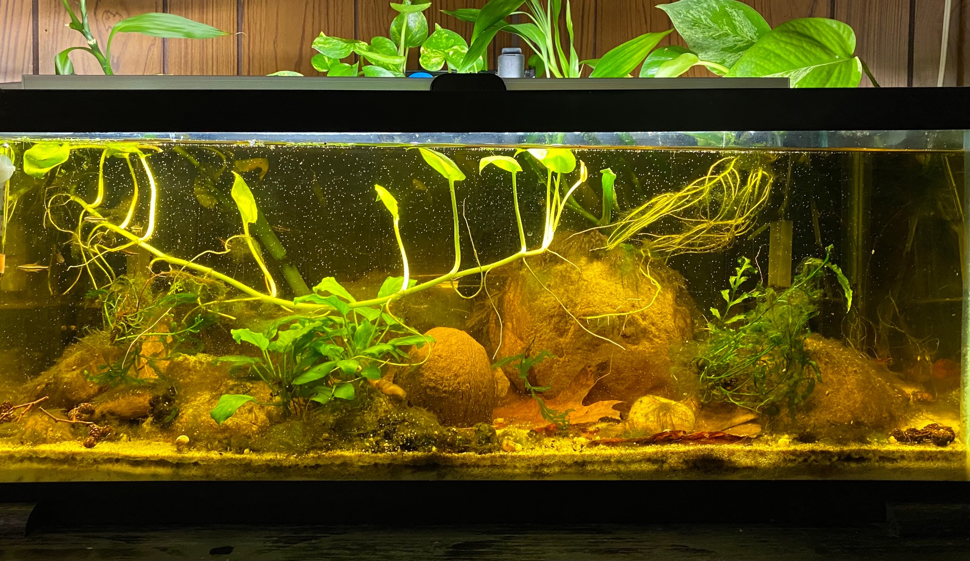Can You I.D. this Pencilfish? content media