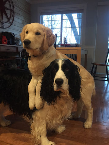 Writing With Dogs