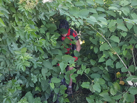 Renouer avec la Renouées !