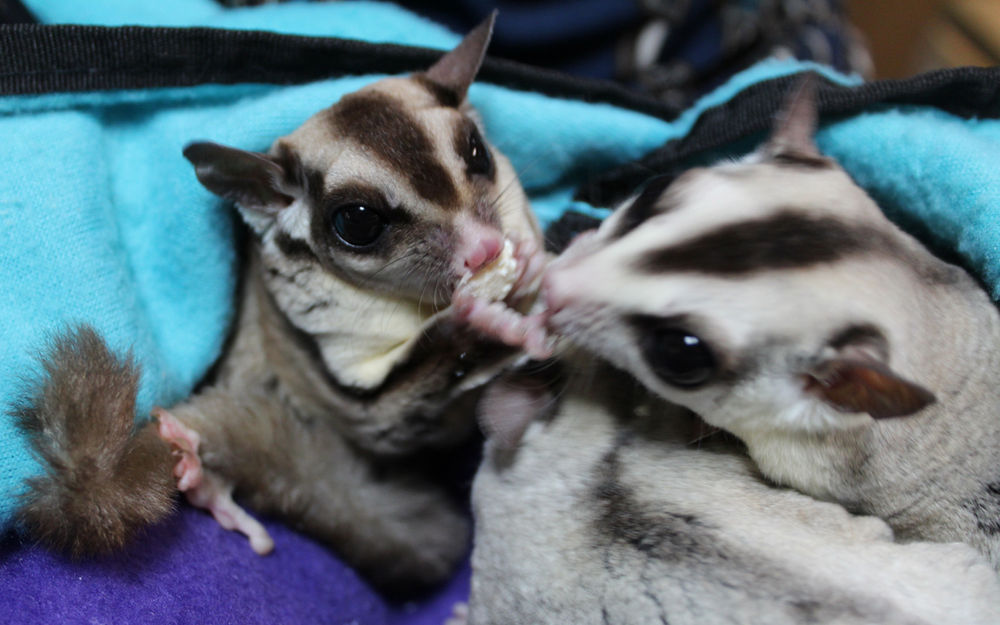 Animal Spotlight Sugar Gliders