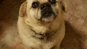 Pawsitively Pugs Rescue has us pawsitively ready for Spring Fling! 