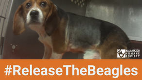 #ReleaseTheBeagles | When will the Corteva beagles be released for adoption?