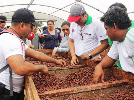 Fortalecen capacidades de producción del cacao en la Amazonía peruana

