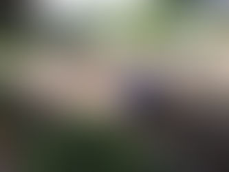 ハーブの苗の植え付け
