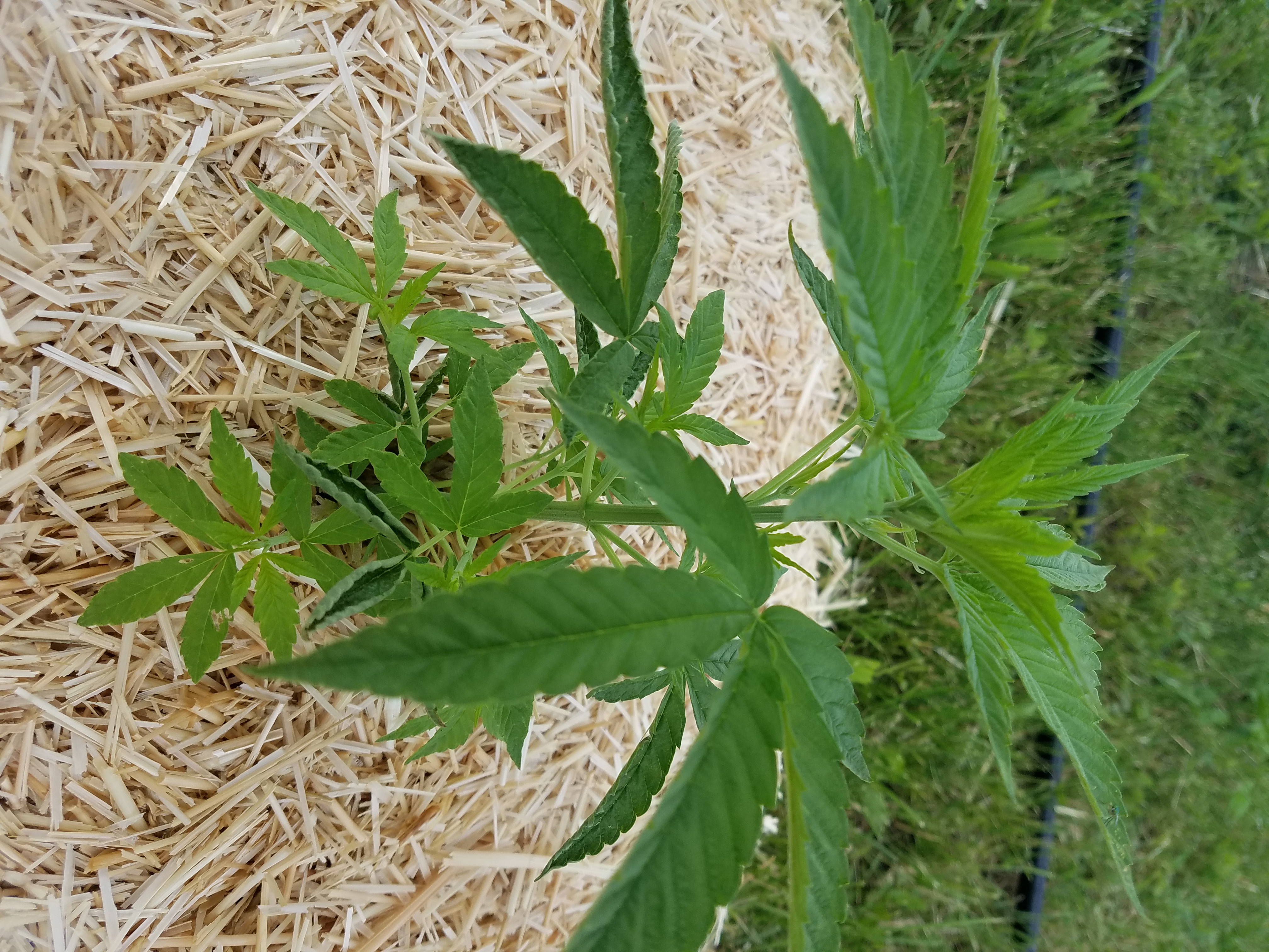 Grow update content media