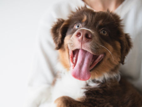 What is your dog's talent?
