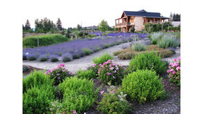 【浪漫】Okanagan Lavender & Herb Farm薰衣草和药草农场