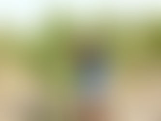 Pruning / Trimming of guava trees in the farms