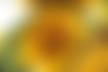 Life With the Zoom Lens On - Let's Focus on Joy