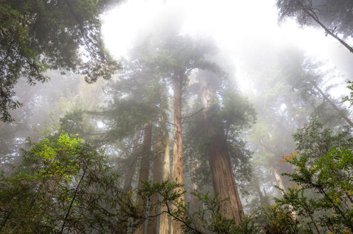 Redwoods.jpg