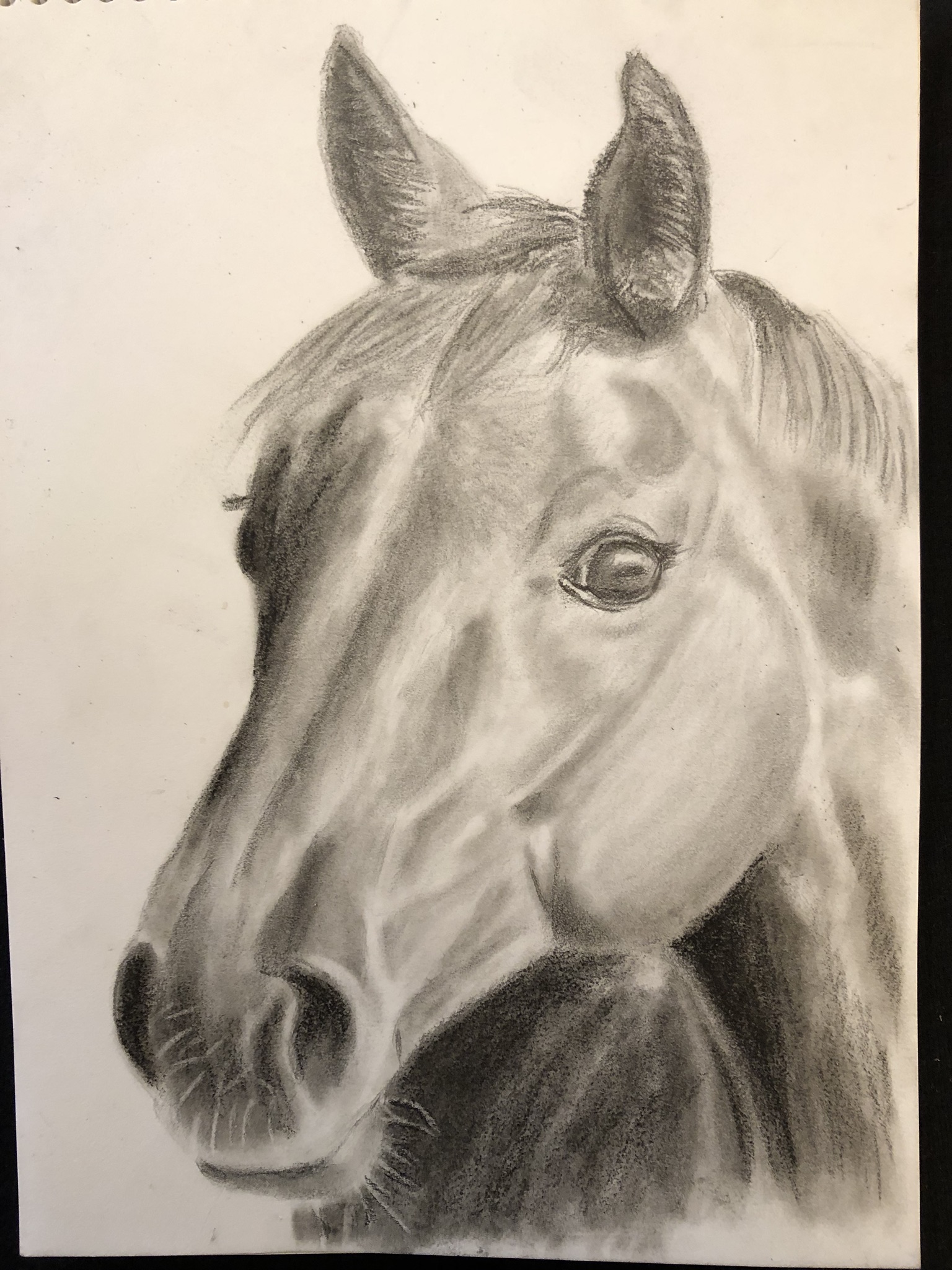 Pferd II content media