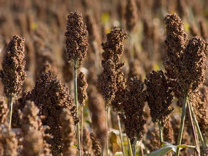 Hittites Land - Agriculture in the Fertile Crescent