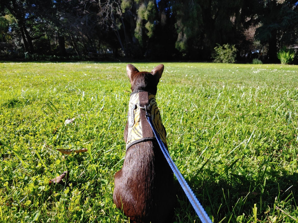 Diary of a Cat Walker, 32