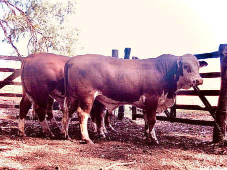 Alta genética garante liderança na venda das raças Hereford e Braford
