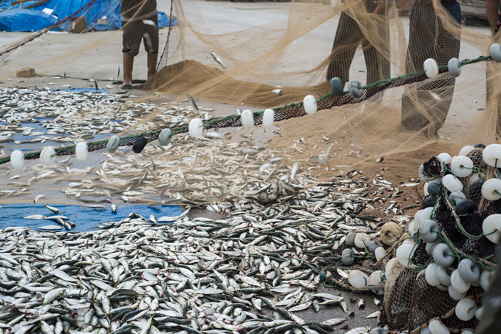 pêche surpêche pêche artisanale pêche éléctrique europe pays bas france chalutier commission europeenne interdiction loi 2021