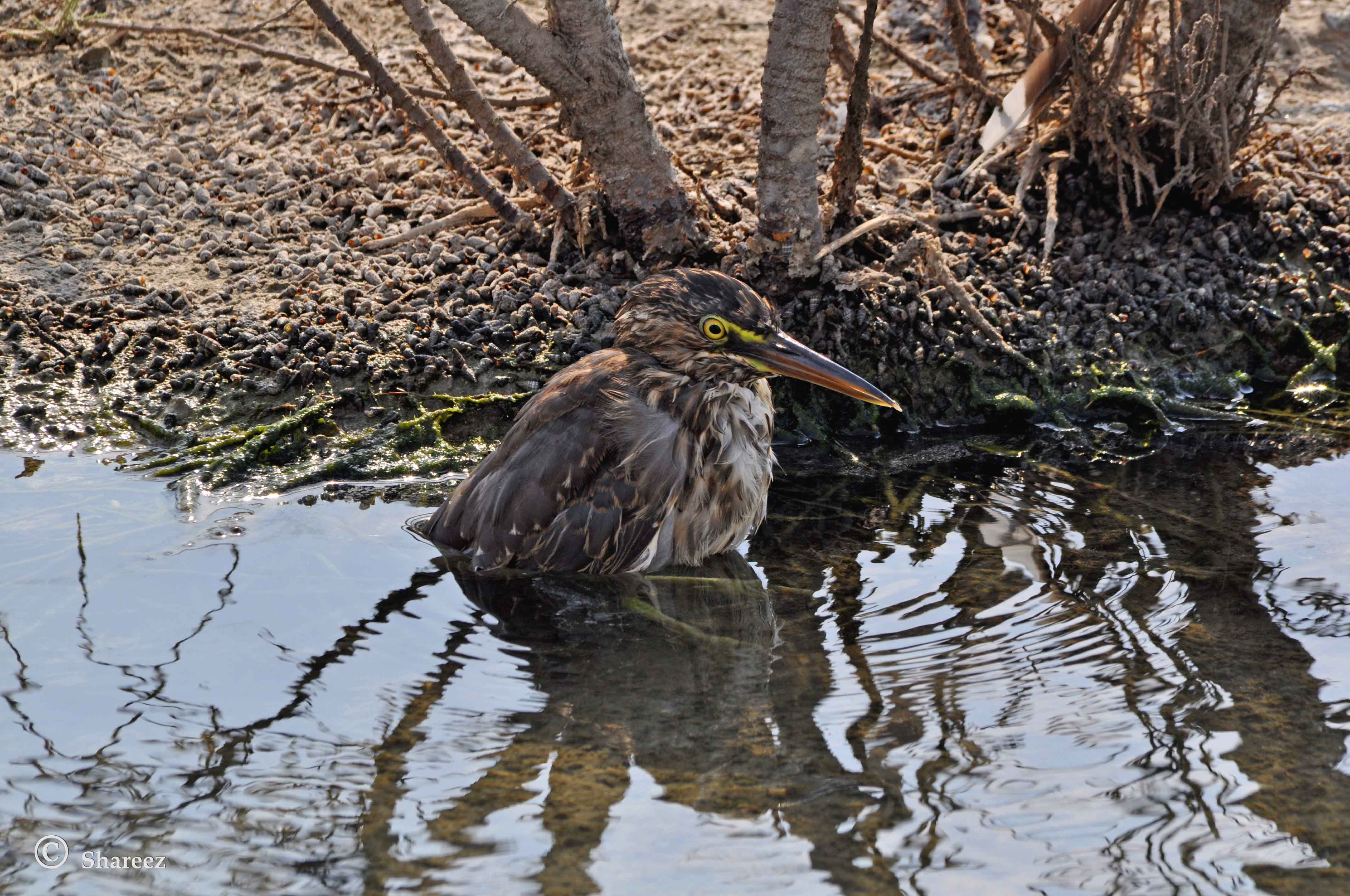Striated Heron ?? content media