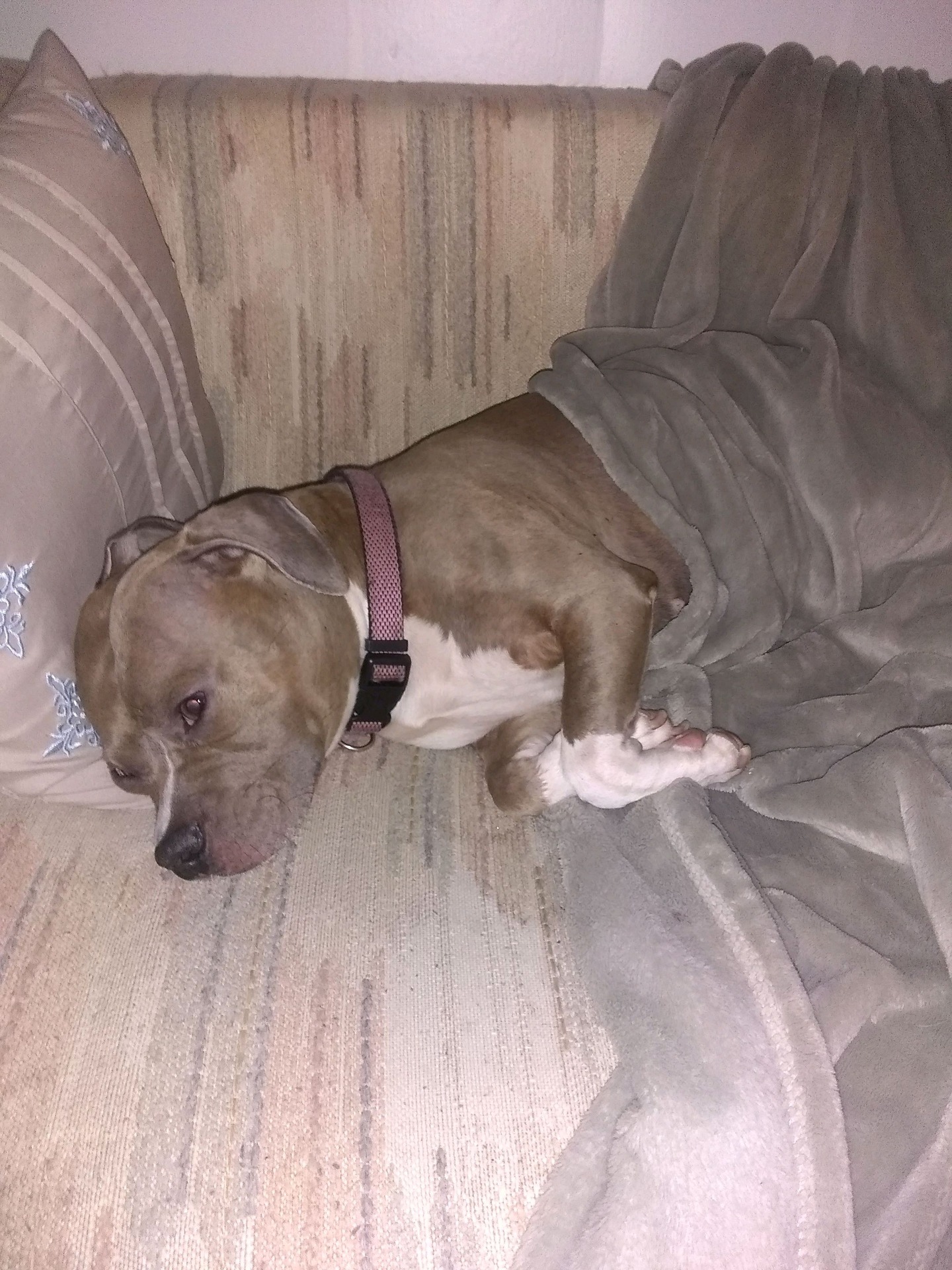 Lost Dog w/Epilepsy: New London, CT content media