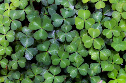 Redwoods Clovers.jpg