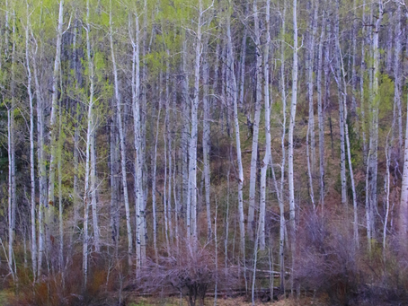 ___________________