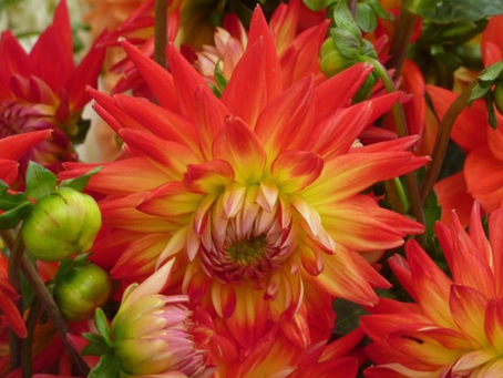 Bouquet