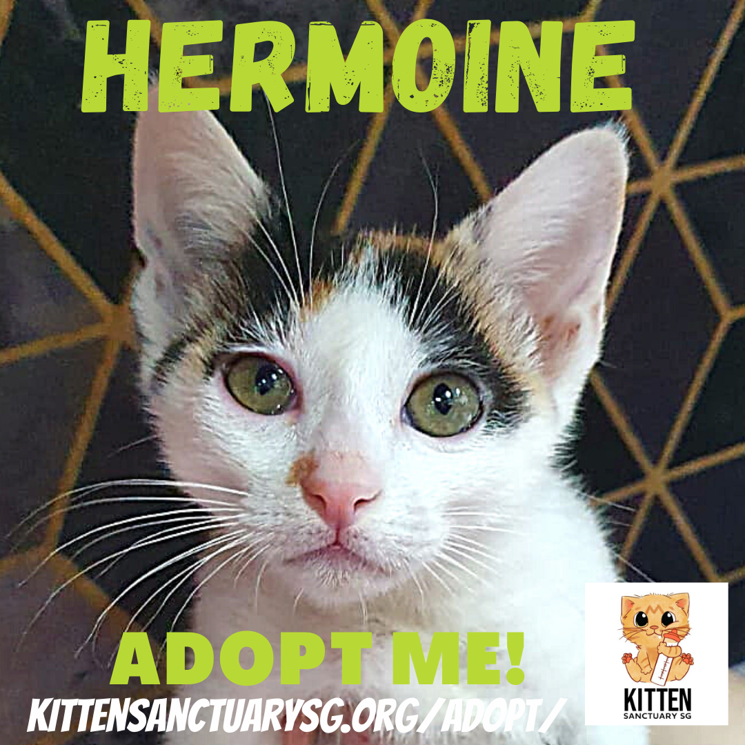 ADOPT ME! Hermione Granger (Kitten) content media