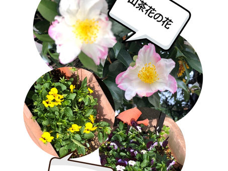 山茶花の花