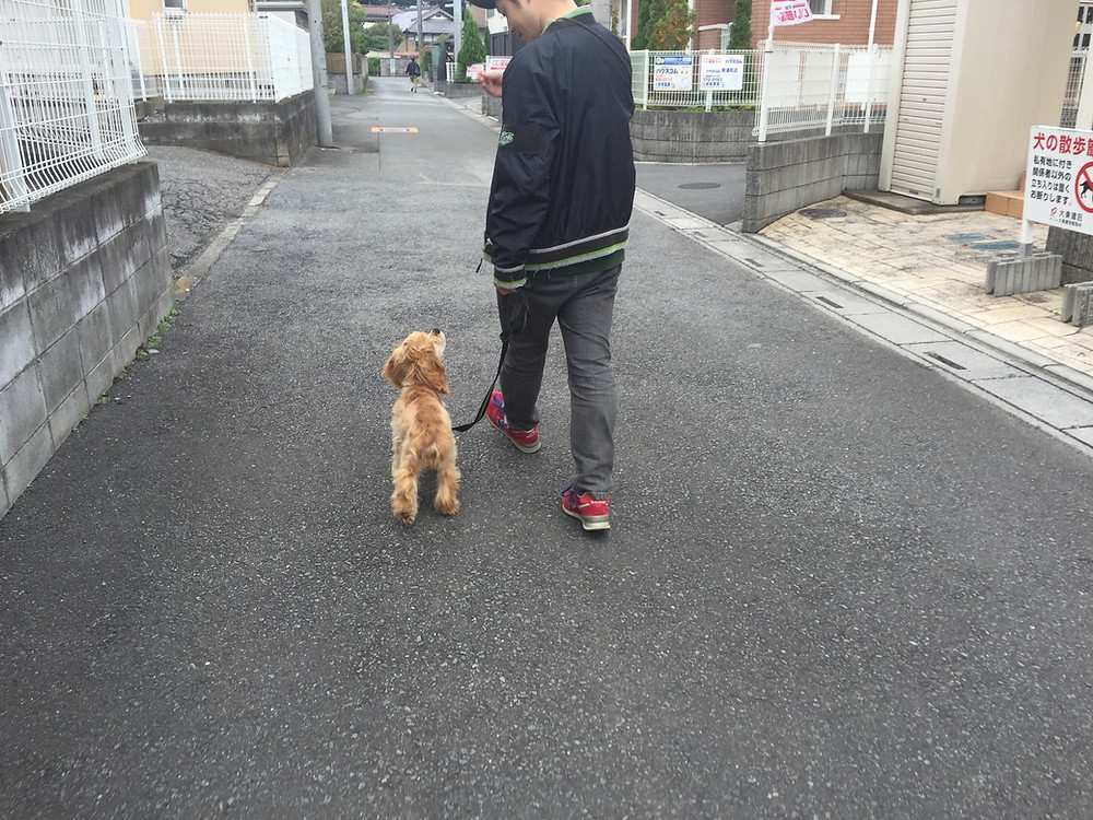 ヒールウォーク(埼玉県川口市)