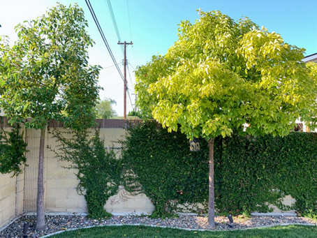 What Two Trees Taught Me