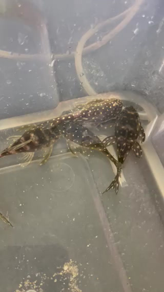 L201 Snowball pleco content media