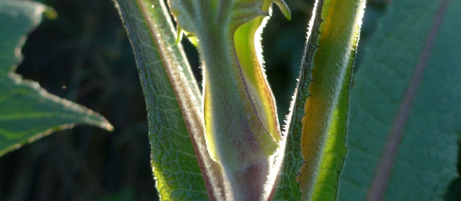 YACON, EEN AANWINST VOOR IEDERE MOESTUIN