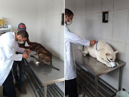 CLÍNICA VETERINÁRIA POPULAR DE IGUABA GRANDE RETOMA ATENDIMENTOS