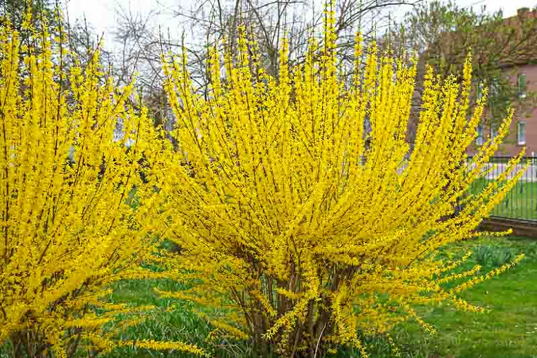 Forsythia content media