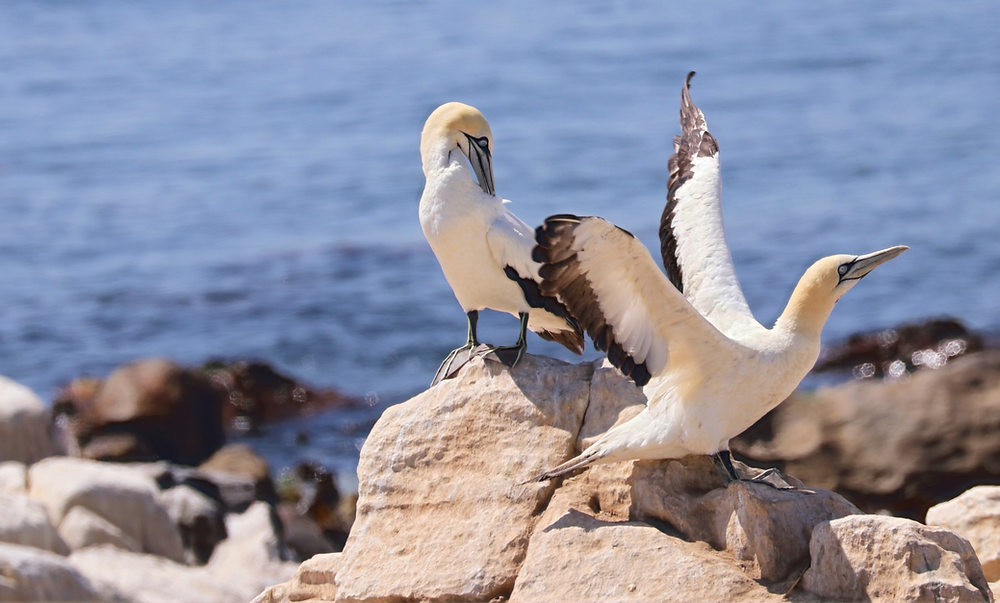 Kaptölpel Lamberts Bay Südafrika