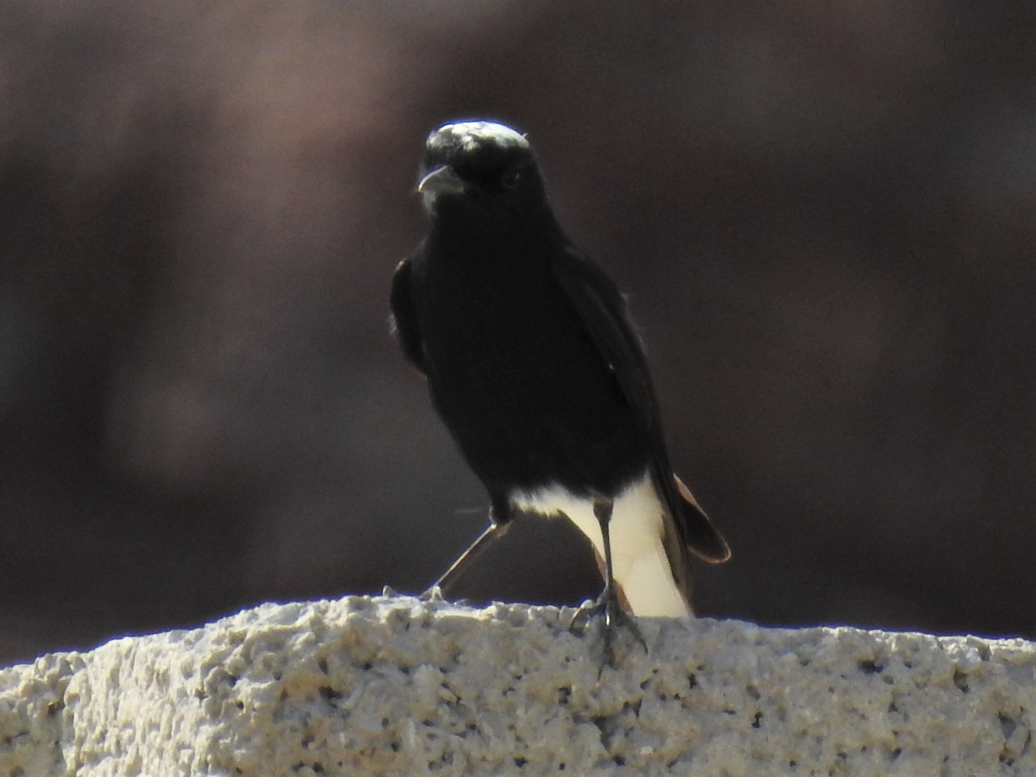 White-crowned Wheatear - Al Jaroof Village, Wadi Sidr, Fujairah - Saturday 9 November 2019 content media