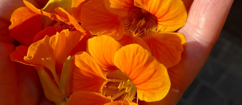 PLANT MET PIT
