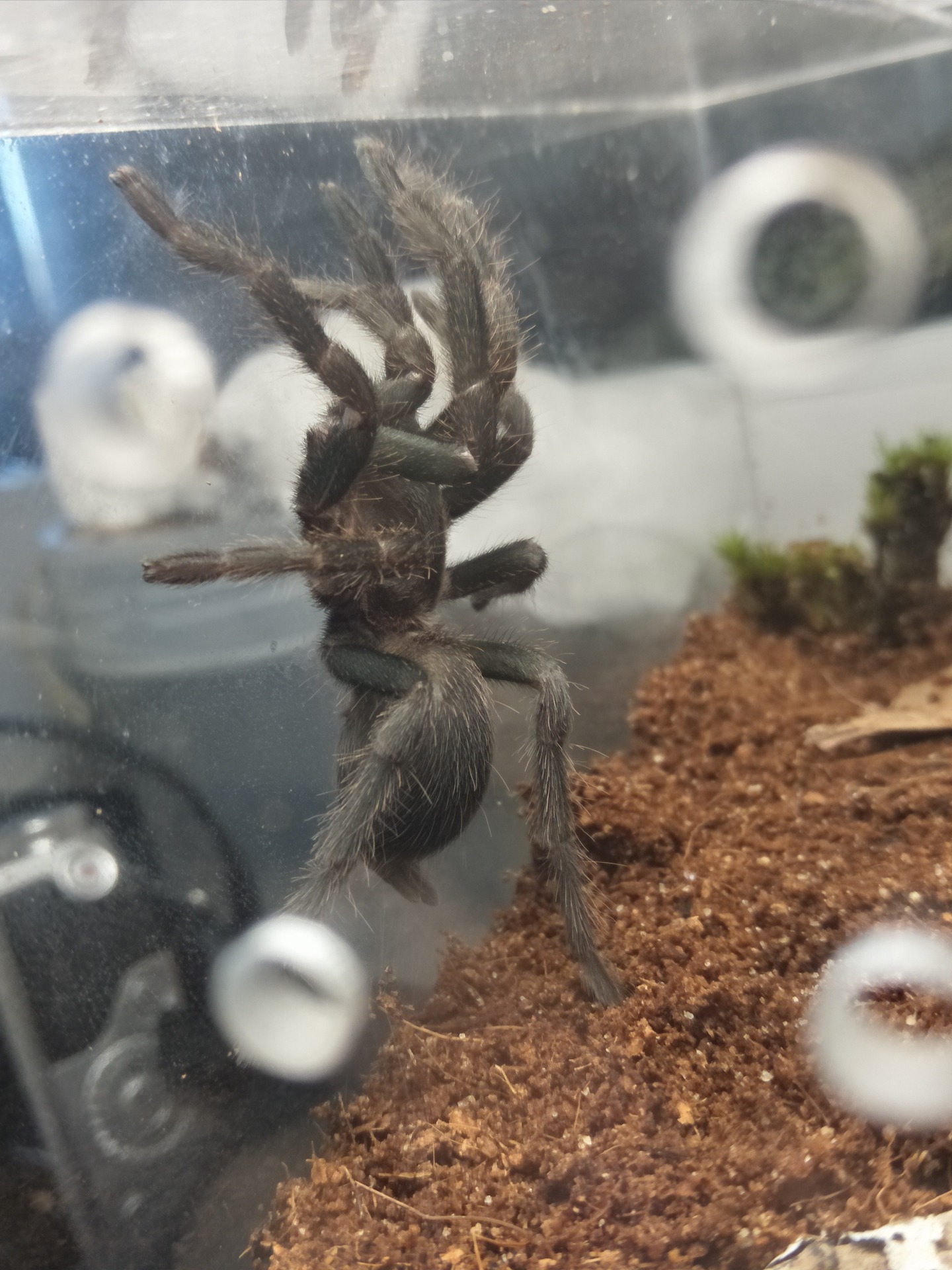 P.hirstus content media