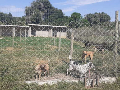 CAMPANHA DE DOAÇÃO DE ANIMAIS É INTENSIFICADA EM CABO FRIO