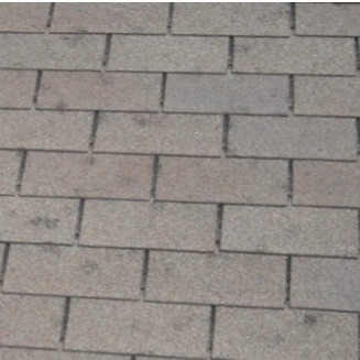 hail damage to shingle