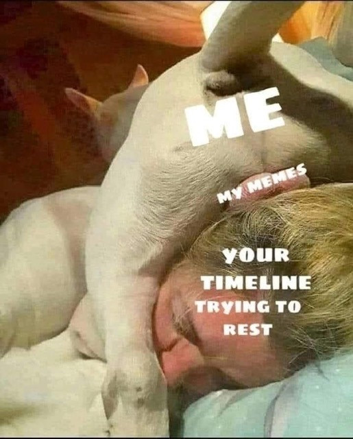 Me. My Memes. Your Timeline Trying to Rest