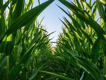 8 reasons to use precision data for crop insurance
